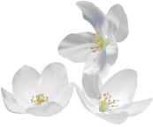 flowers-white-2